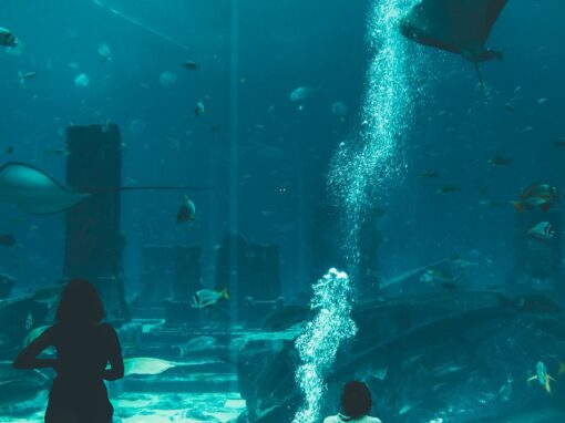 Atlantis The Palm – Dubai