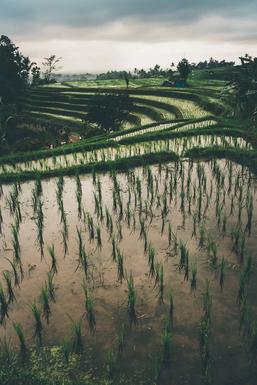 Jatiluwih – Indonesia